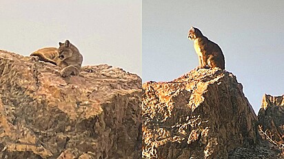 O animal estava sentado do topo de uma rocha.
