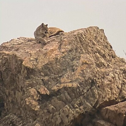 O jovem leão da montanha era uma fêmea.