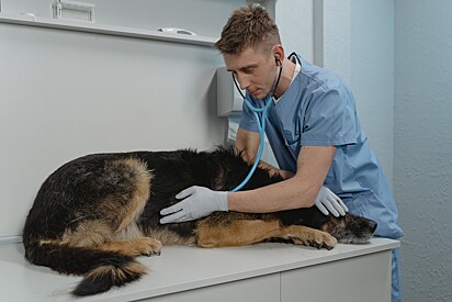 Cão idoso sendo examinado por veterinário.