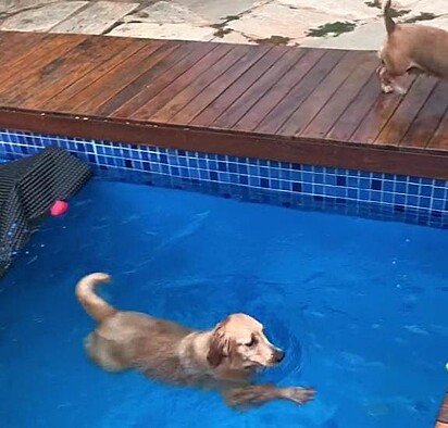 A cachorrinha está nadando.