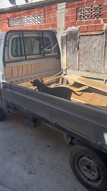 O cão vai e volta em cima da carroceria do caminhão.