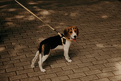 Um beagle passeando na coleira.