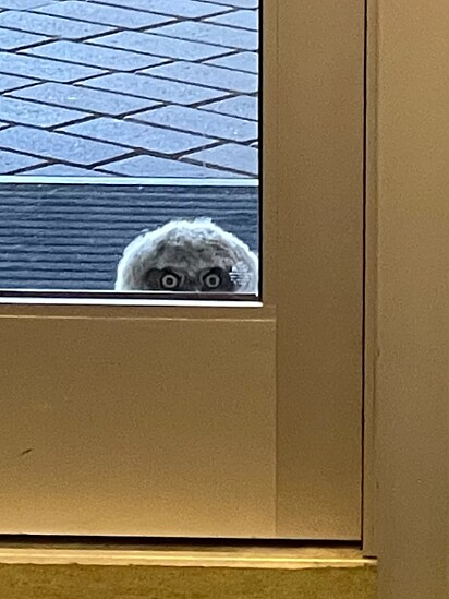 Um par de olhos os observava pela janela.