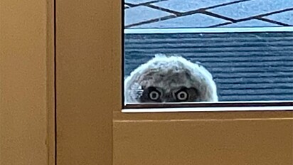 Quem era este que observava os alunos e funcionários da escola pela janela?