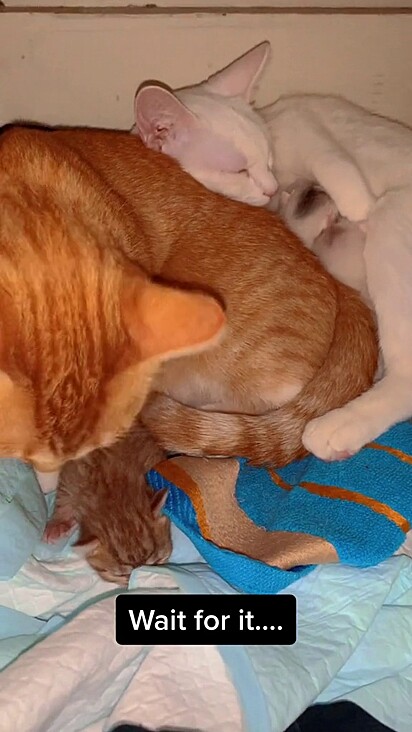 Cheeto ficou ao lado de irmã no trabalho de parto. 