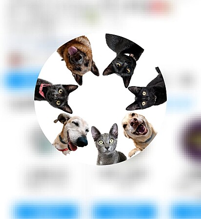Foto de perfil que reúne todos os animais.