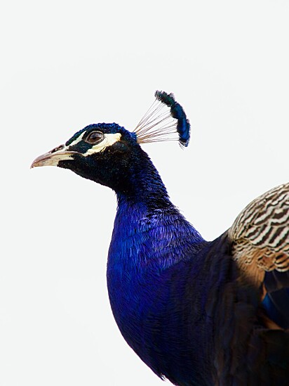 Peacock Chittering, Austrália Ocidental.