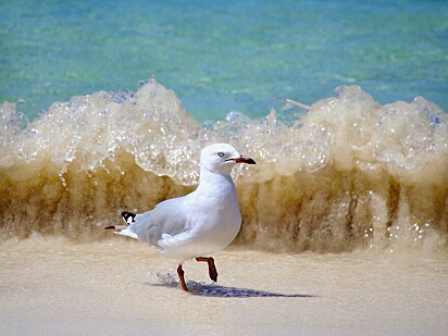 Gaivota na praia, ilha de Rottnest, Austrália Ocidental.