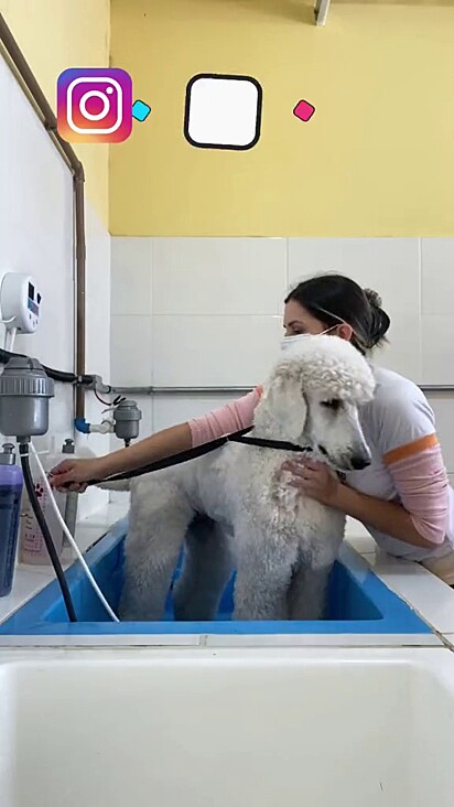 A mulher está preparando o banho do cão.