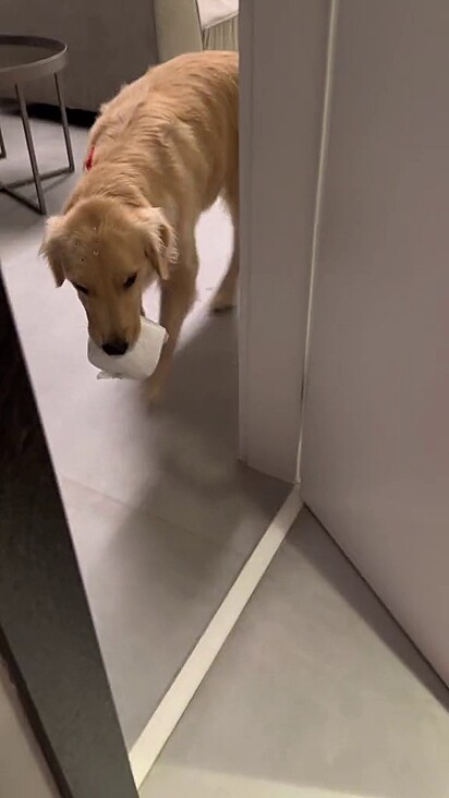 Cachorrinha aprendeu buscar novo rolo de papel higiênico para tutora. 