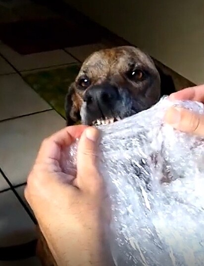 O cão adora estourar plástico bolha.