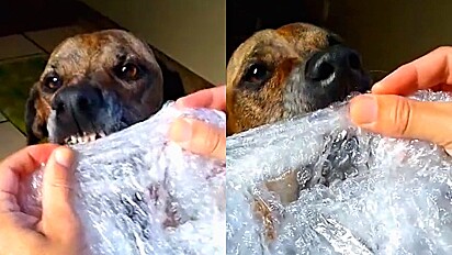 Cão tem jeito peculiar de reduzir o estresse: estourando plástico bolha.