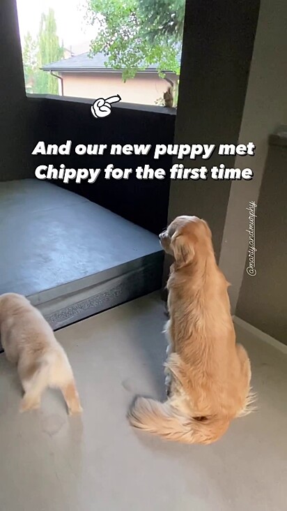 O golden adora receber a visita de Chippy.