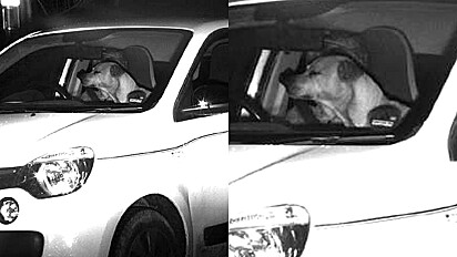 Cão é flagrado dirigindo carro em alta velocidade nas ruas da Alemanha.