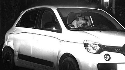 Câmera de monitoramento da cidade de Bonn, na Alemanha, flagra cão dirigindo carro em ala velocidade.