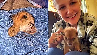 Mulher acredita ter resgatado filhote de cachorro então faz descoberta surpreendente.