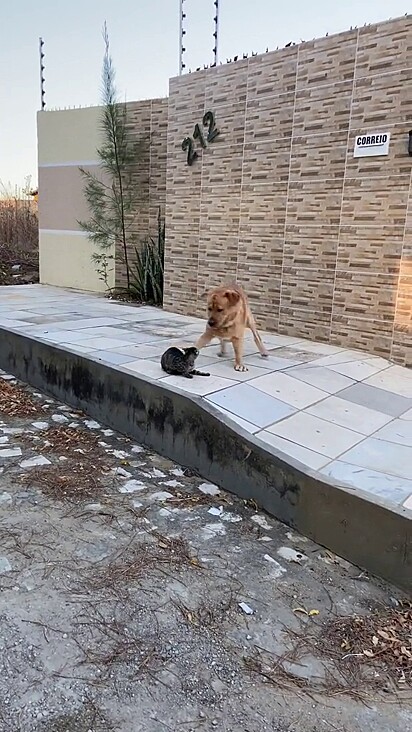 O cão está animado com o amigo que encontrou.