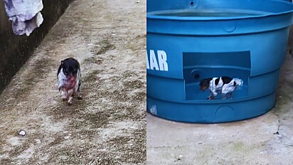 Cães debocham da casinha que dona inventou com caixa dágua furada.