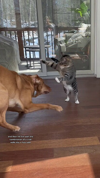 Gata ataca cão com o golpe esquilo voador. 