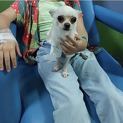O chihuahua no colo de uma paciente do hospital.
