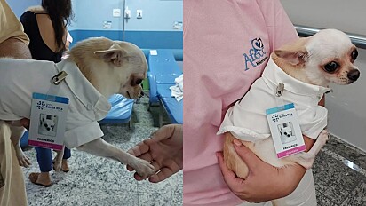 Os pacientes adoram a visita do cão de terapia. 