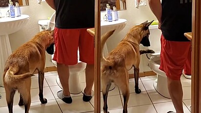 Cão treinado auxilia dono ir ao banheiro e ainda puxa a descarga.