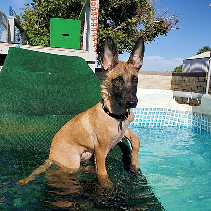 O cão adora uma piscina.