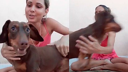 Mulher apresenta seu cachorro como tranquilo, mas vídeo mostra o contrário.