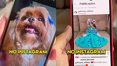 Tutores mostram seus cães em trend Instagram versus realidade.