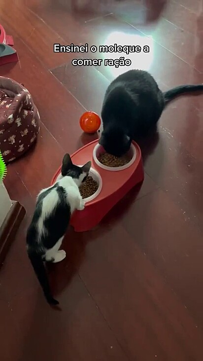 Ofélia e Frajolinha comendo no mesmo pote de ração.