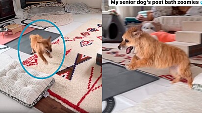 Cachorrinha idosa corre no seu ritmo em vídeo fofo.