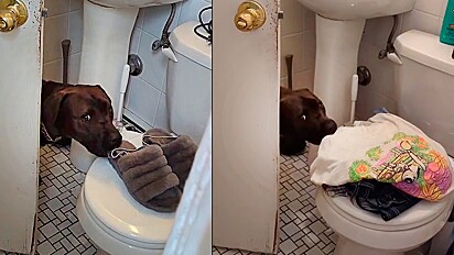 Enquanto dona toma banho, cão entra no banheiro sorrateiramente e rouba seu chinelo.