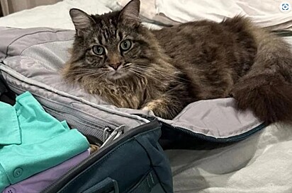 O gato deitado em cima da mala do tutor.
