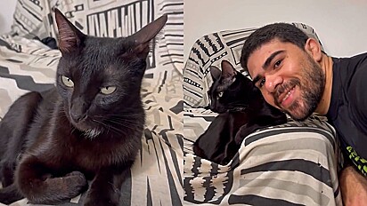 Gato nega tirar selfie com dono por medo do Ibama, e motivo faz internautas rirem.