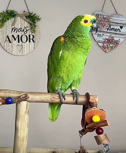 Frederico é um papagaio da espécie Amazonas aestiva.