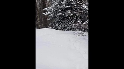 Um cachorro da raça husky siberiano está escondido nesta foto da neve. Você consegue vê-lo?