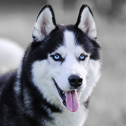 Cão da raça husky siberiano.