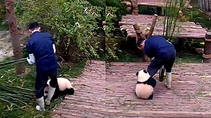 Afetuoso urso panda busca abraço de seu cuidador, mesmo durante o trabalho.