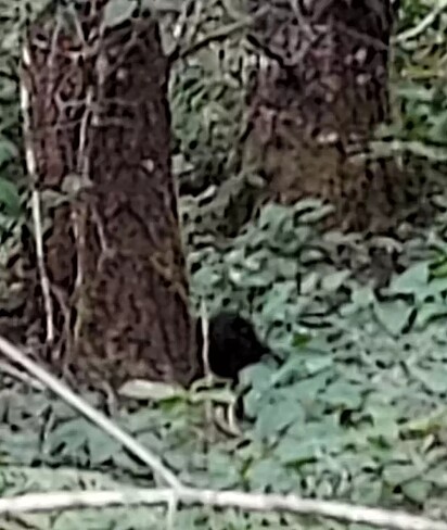 O animalzinho foi encontrado ao pé de uma árvore.
