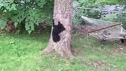 Um filhote está descendo de uma árvore.