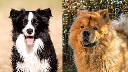 Veterinário lista raças de cachorros que latem pouco.