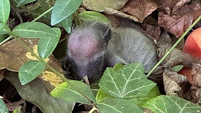 Pequeno animal dormia sozinho na floresta. Ele foi encontrado por um cachorro