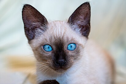 Filhote de olho azul.