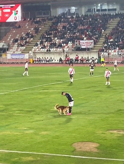O cão invadiu a partida de futebol para roubar a bola.