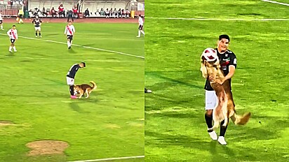 Cão invade partida de futebol no Chile e não quer largar a bola por nada.