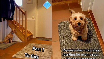 Vídeo mostra passo a passo para ensinar cãozinho.