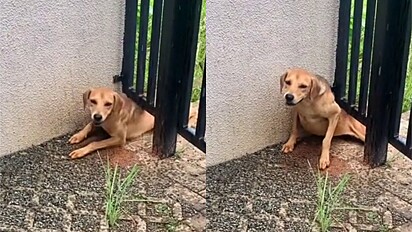 Cão caramelo adora ficar de rosto colado com amigo cavalo e vídeos fazem  sucesso online