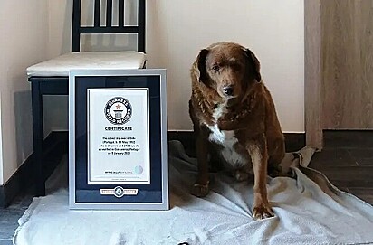 Bobi, foi oficialmente reconhecido pelo Guinness World Records como o cão mais velho do mundo em fevereiro deste ano.