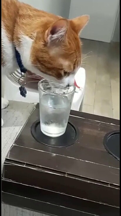 Gatinho encontrou água dando bobeira e decidiu provar.