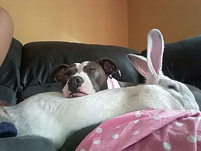 A pitbull é amiga de uma coelha.